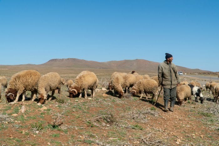 ovelhas e pastor em Marrocos