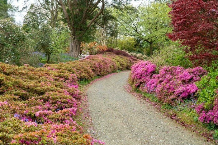 Mount Congreve gardens woodland gardens