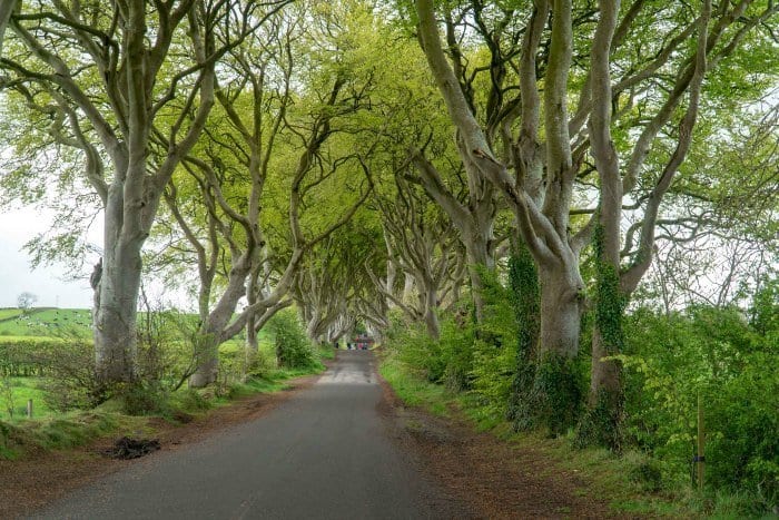 Dark Hedges Northern Ireland