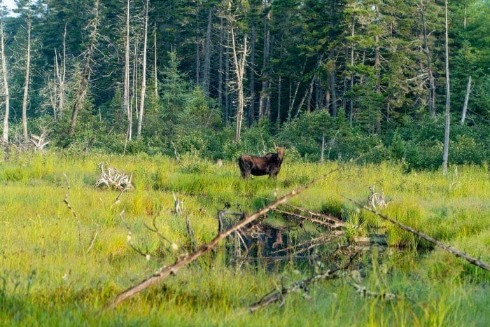 Moose near Moosehead Lake in Maine