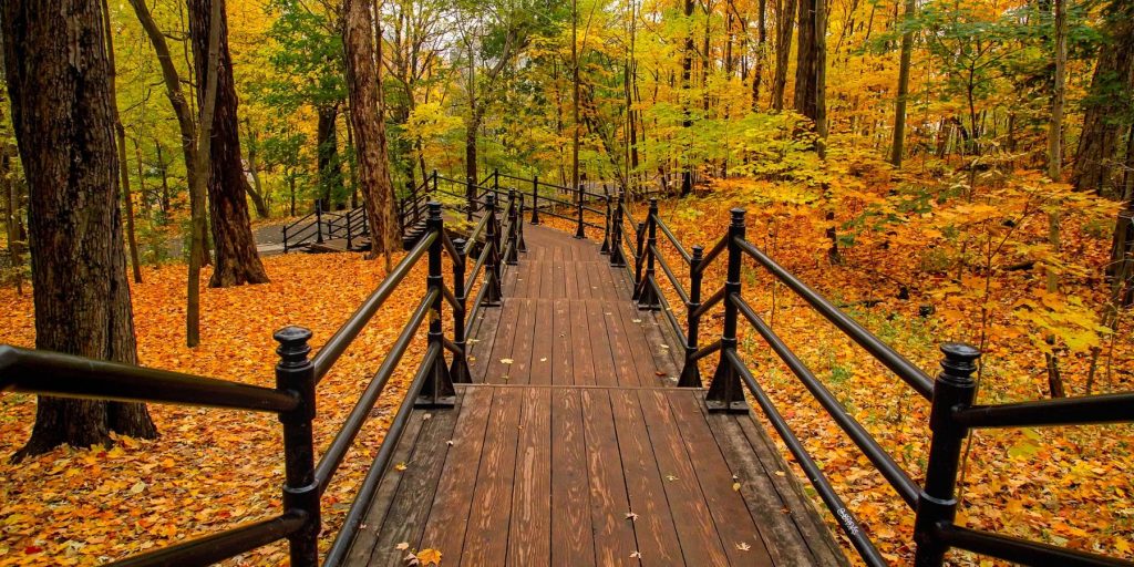 Wooden walkway with orange leaves on either side leading into the woods