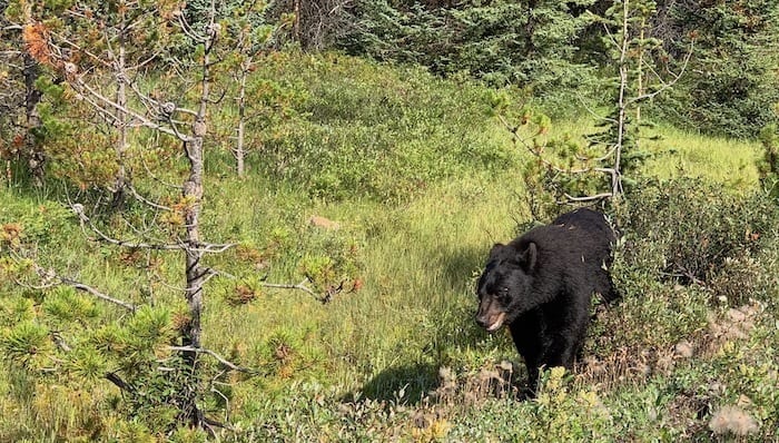 Bear on Bow Valley Parkway