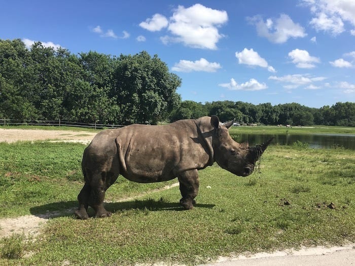 harmony park safari drive thru zoo