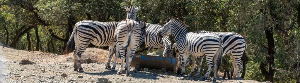 zebras at Safari West