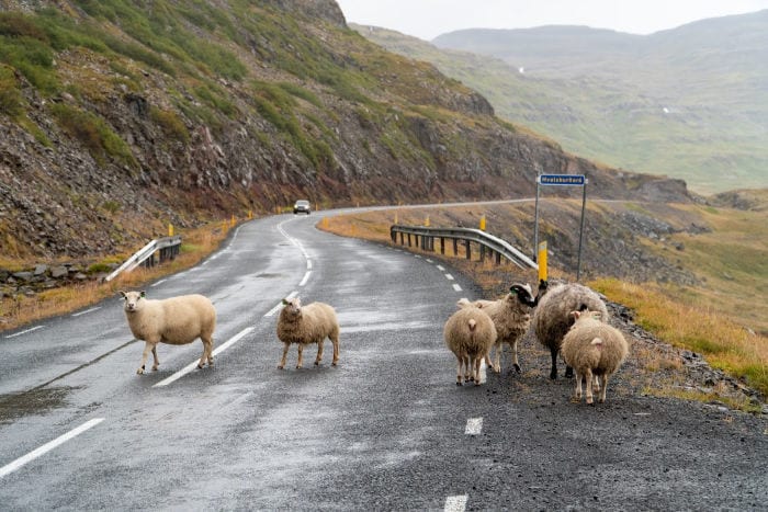 sheep in the road