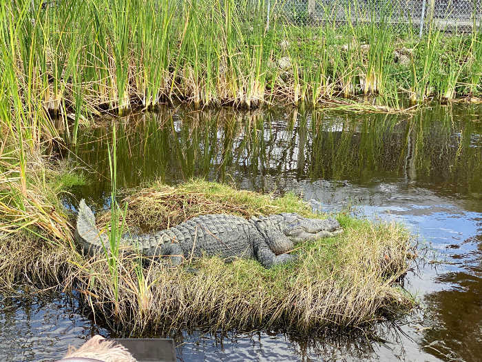 alligator in grass