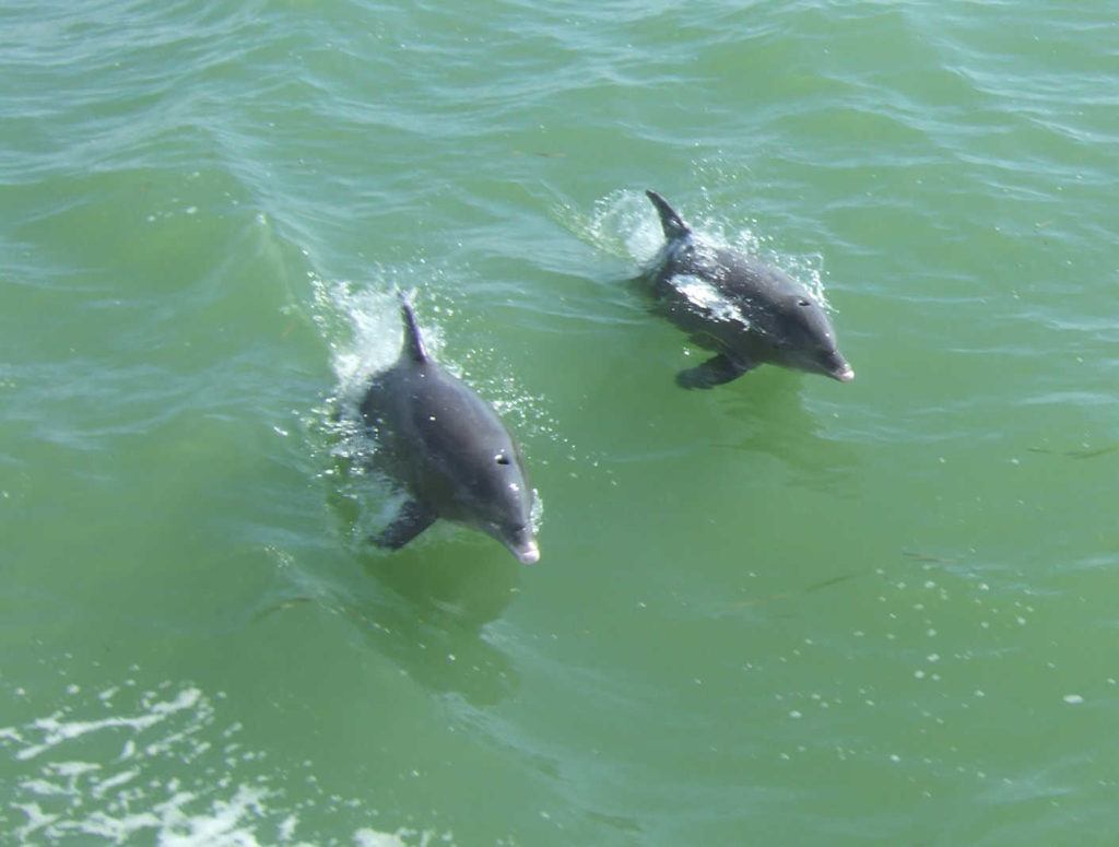 two dolphins jumping out of the water