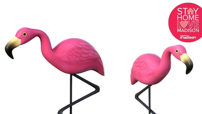 madison wi flamingos