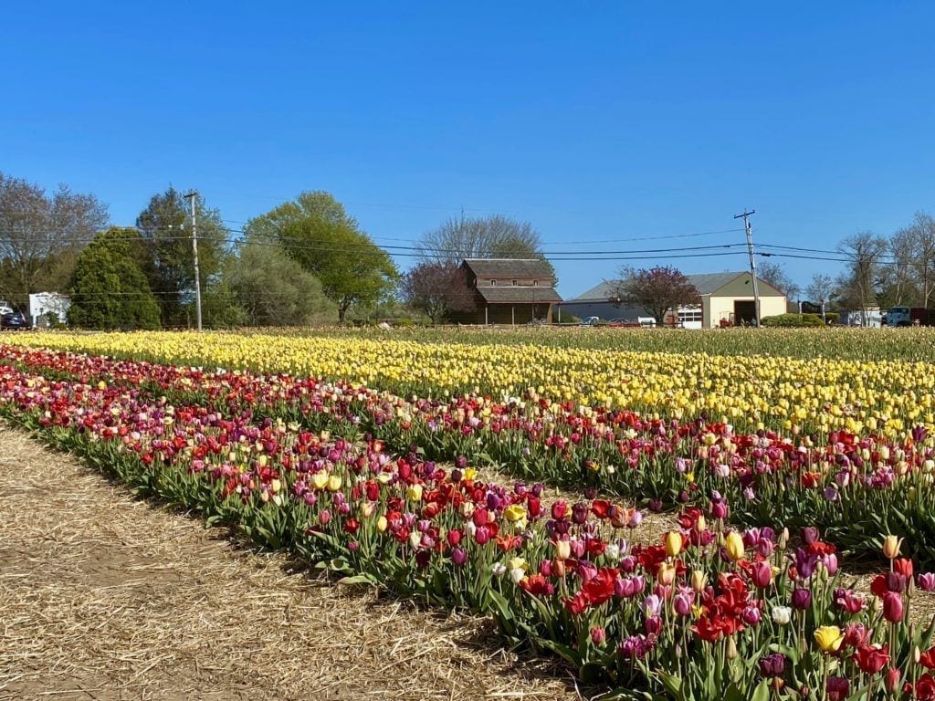 Wicked Tulips flower farm rows of tulips