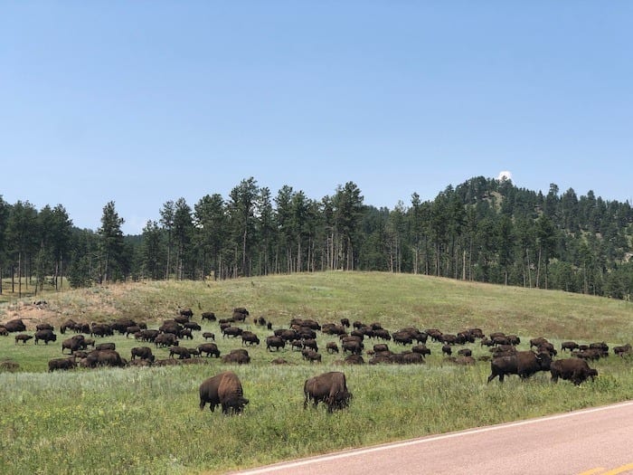 Custer State Park bison herd