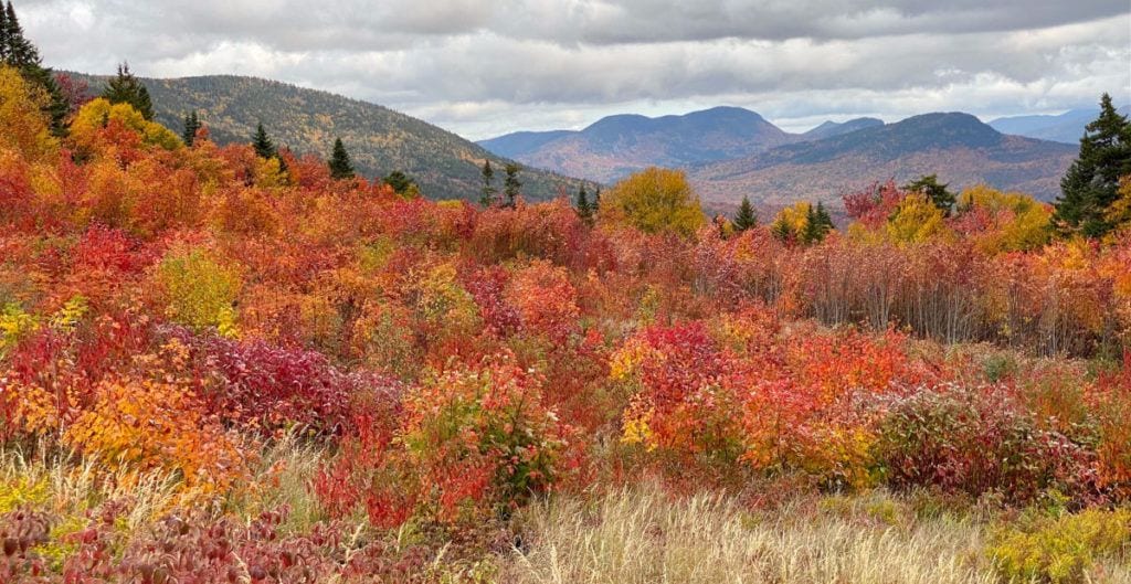 Fall colors on trees with White Mountains in the distance from the Kancamaugus Highway in New Hampshire