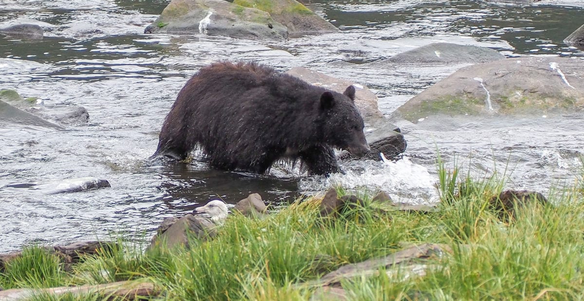Bear in river
