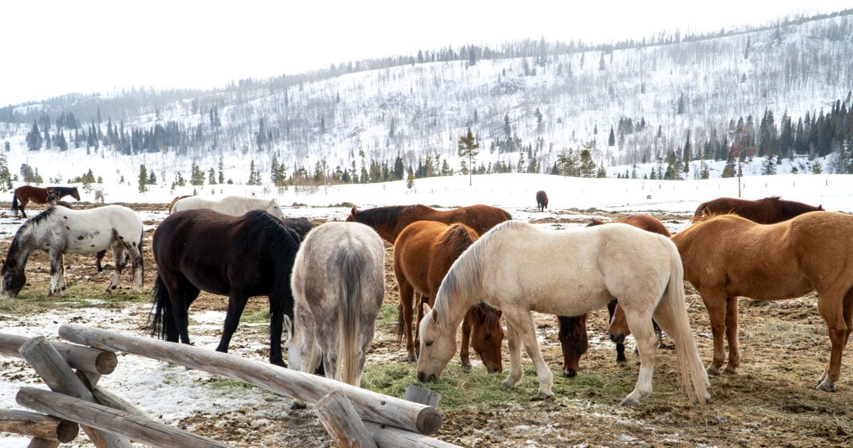 White, tan and black horses in a paddock with snow and a mountain in the background