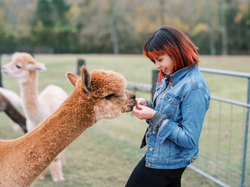 Girl in a jean jacket feeding alpacas at Mistletoe Farm in Franklin TN