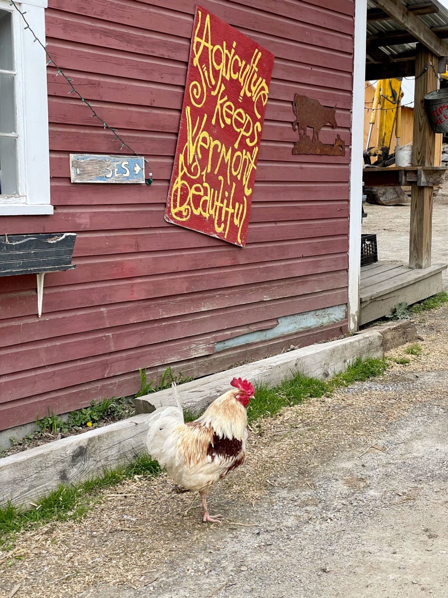 Barn with sign that says agriculture keeps Vermont beautiful -- with a rooster standing in front