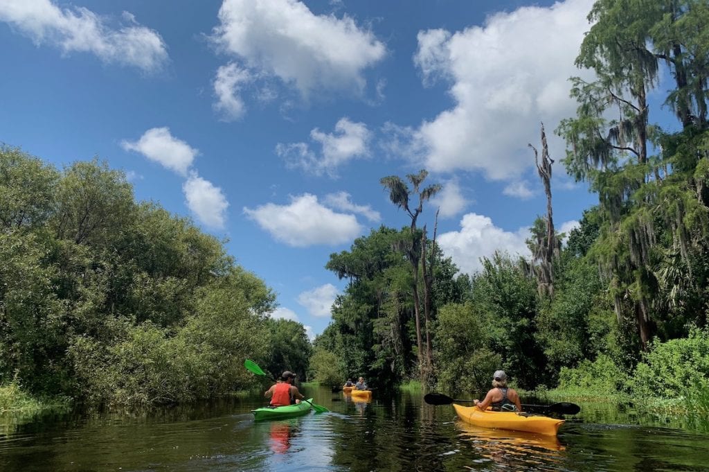 group of kayakers paddling through cypress forest at Shingle Creek