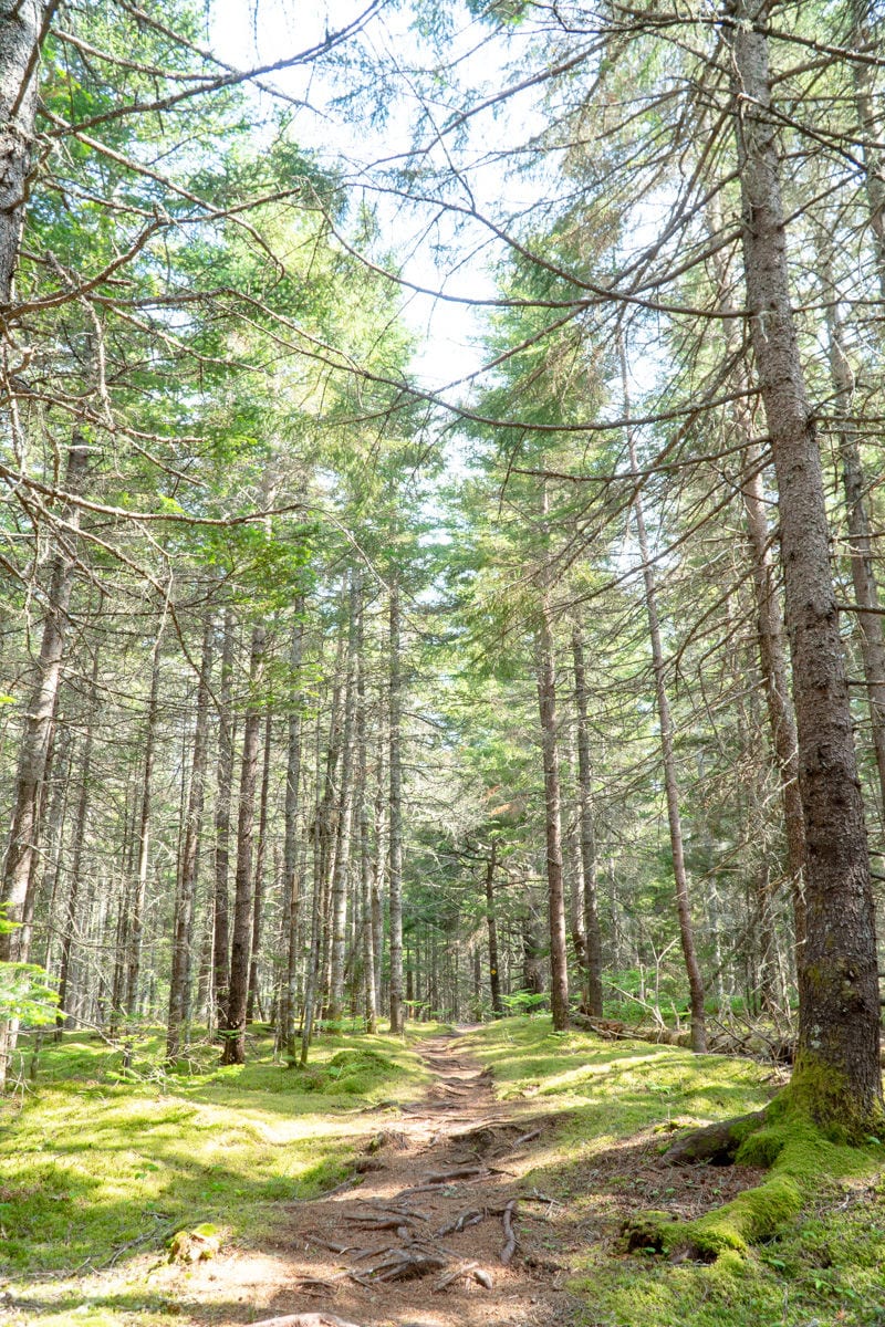 trail through the woods at the Frances B. Wood preserve 