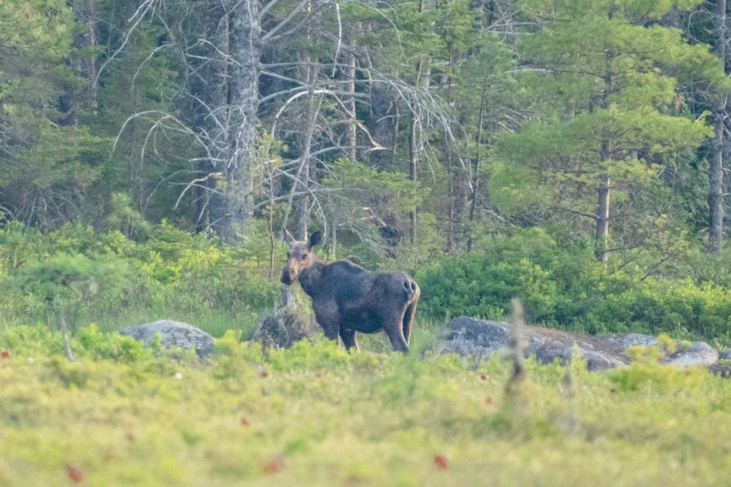 Moose looking over shoulder at camera from far away