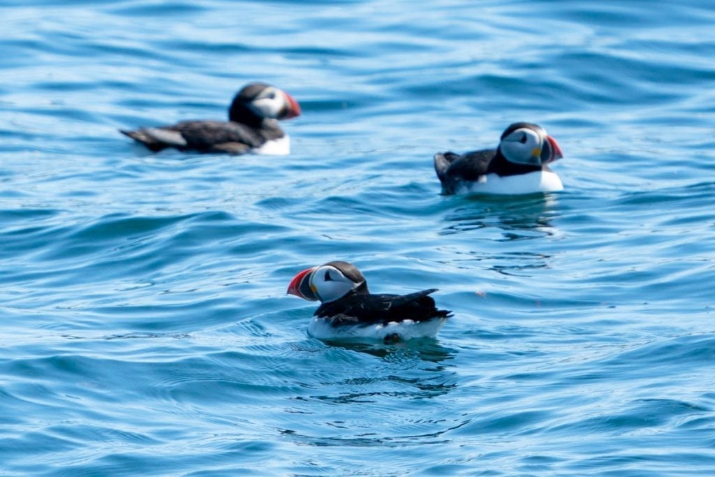 3 puffins in the water