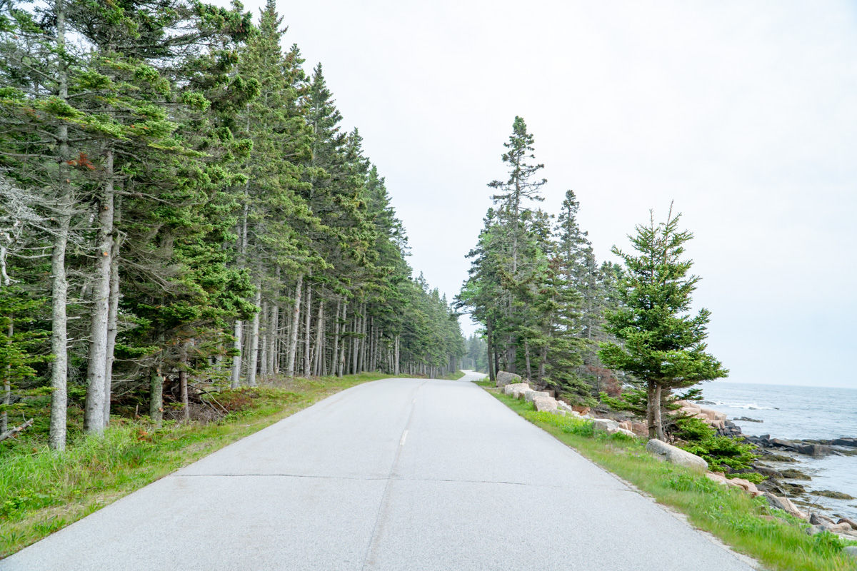 road between pine trees on the Schoodic Peninsula