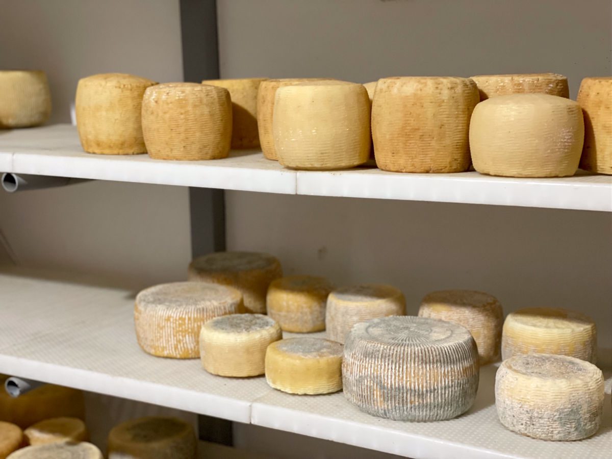 cheese wheels on a shelf