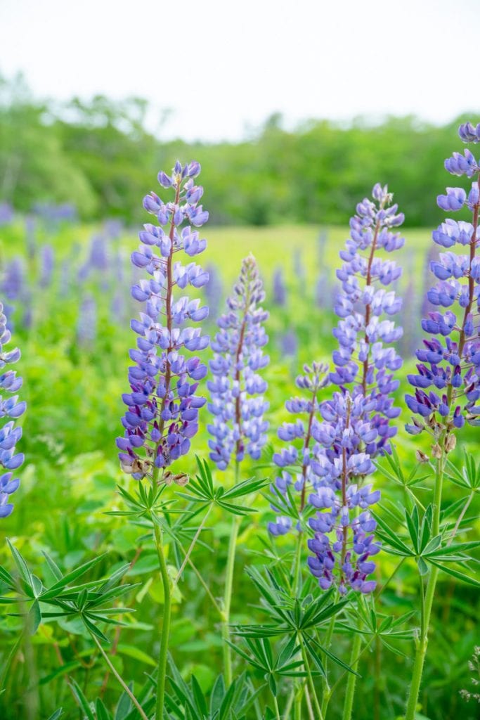 Purple lupines up close