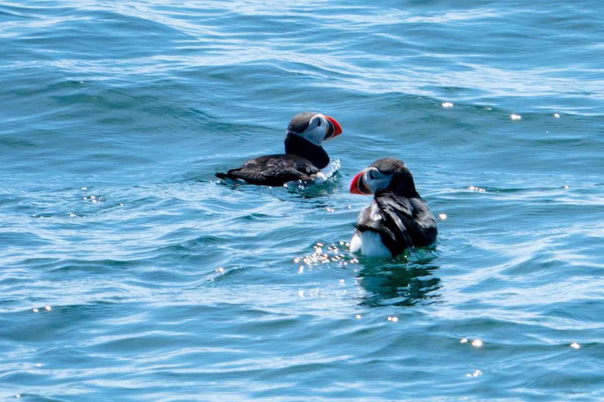 Puffins in the water in Boothbay Harbor