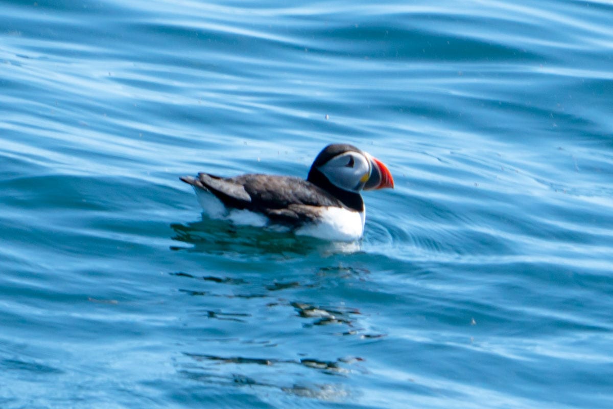 Puffin swimming in the water