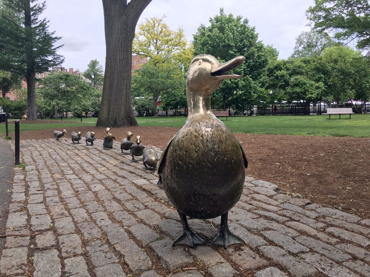 Make way for ducklings