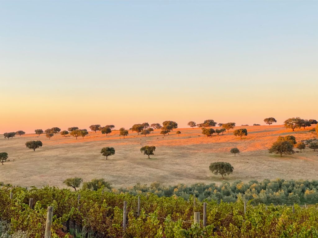 Sunset on the hills of Alentejo dotted with cork trees