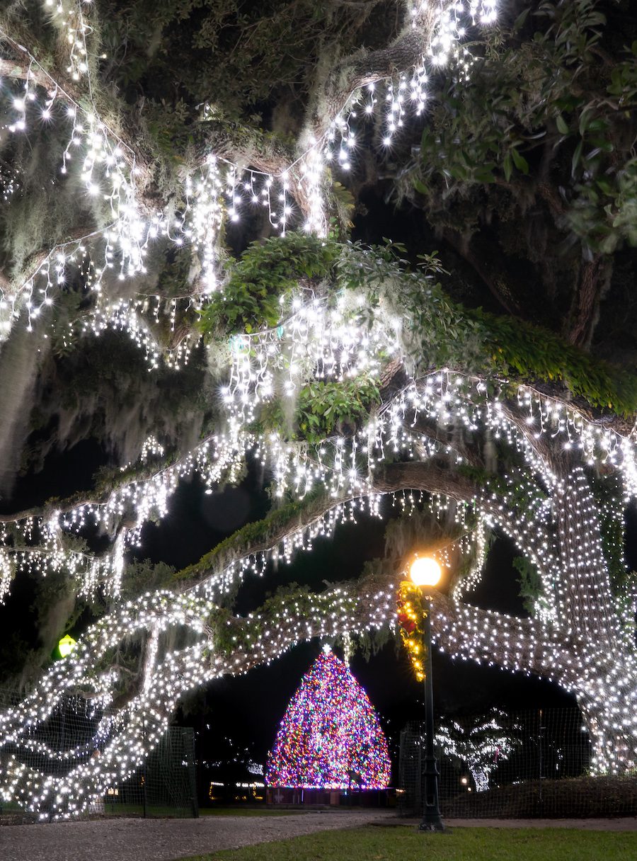 Holiday lights on trees on Jekyll Island