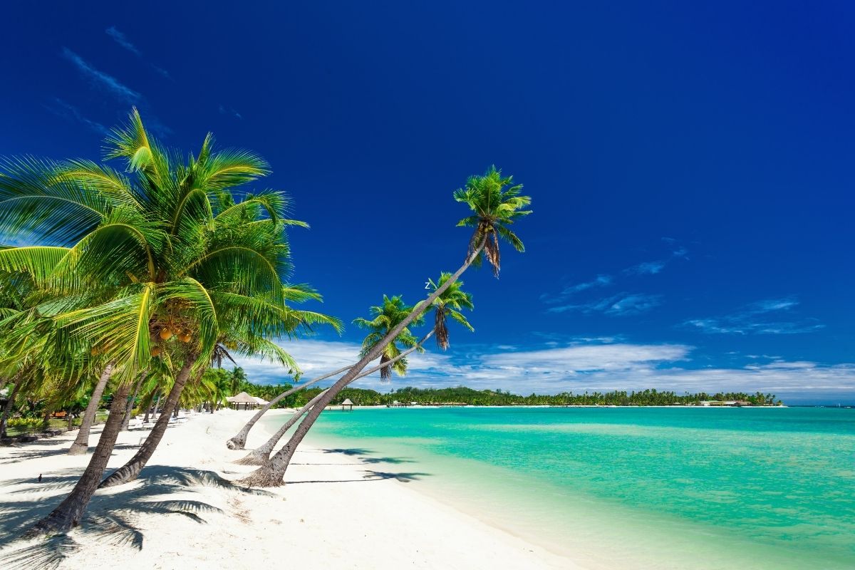 Palm tree and white sand in Fiji