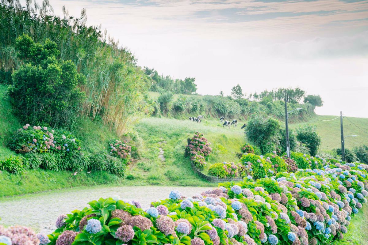 cows and hydrangeas and green fields in Sao Miguel