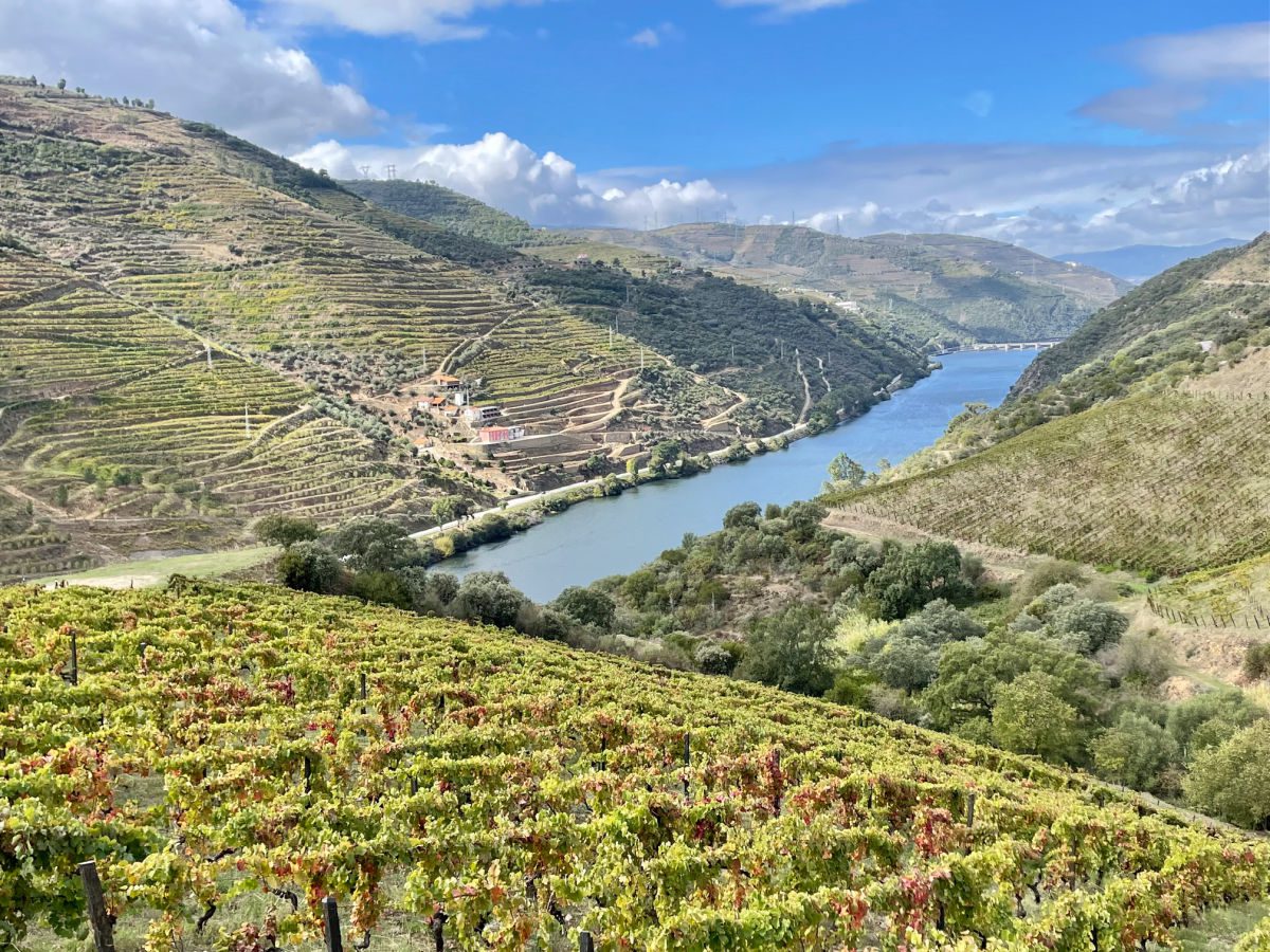 Douro River valley and vineyard with rows of wine vines