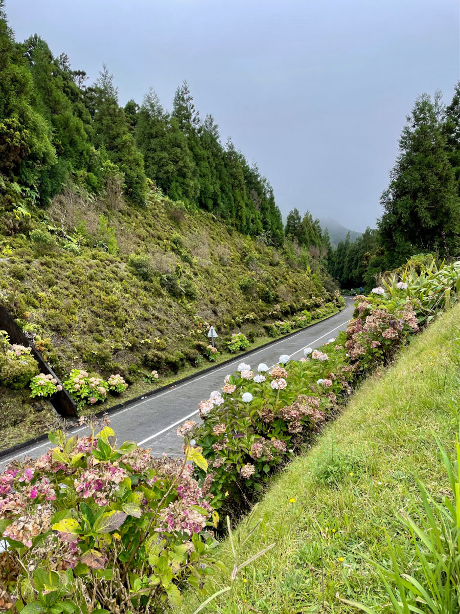 road on Sao Miguel with hydrangeas along the side of the road