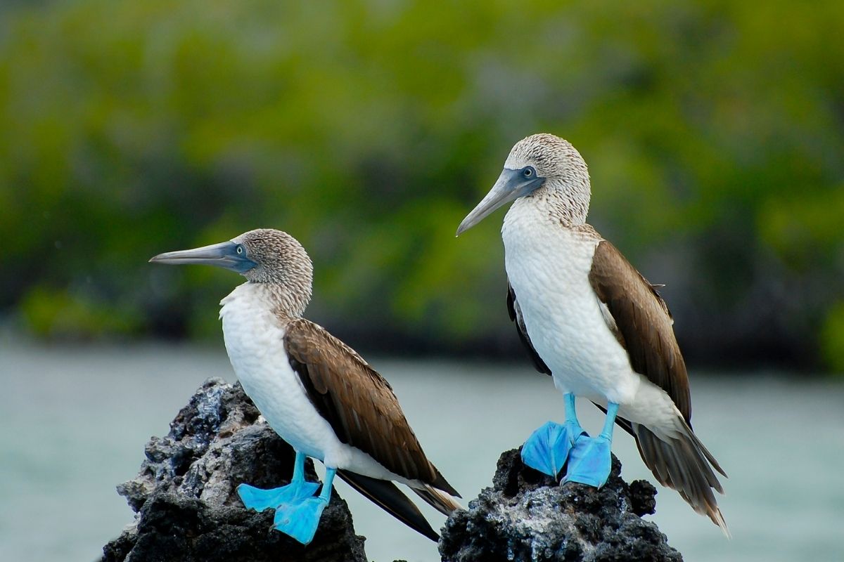 2 blue-footed boobies birds on rocks. Image courtesy of Canva
