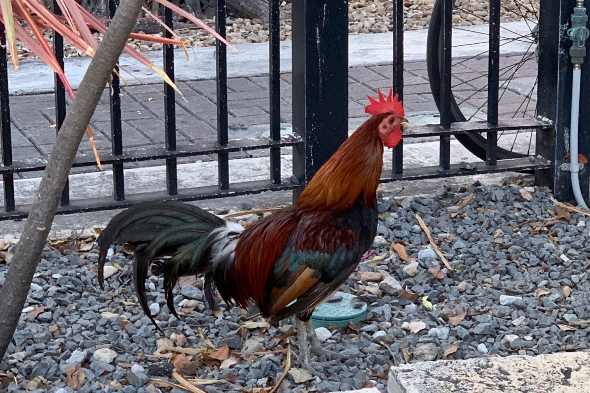 Rooster by fence in Key west