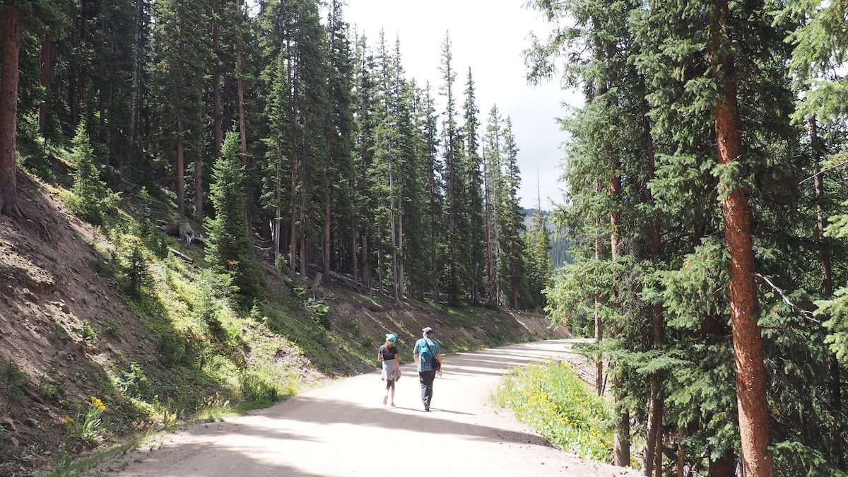 Hiking on a path in Colorado surrounded by pine trees