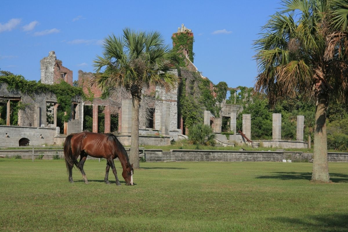 wild horses on Cumberland Island in front of ruins