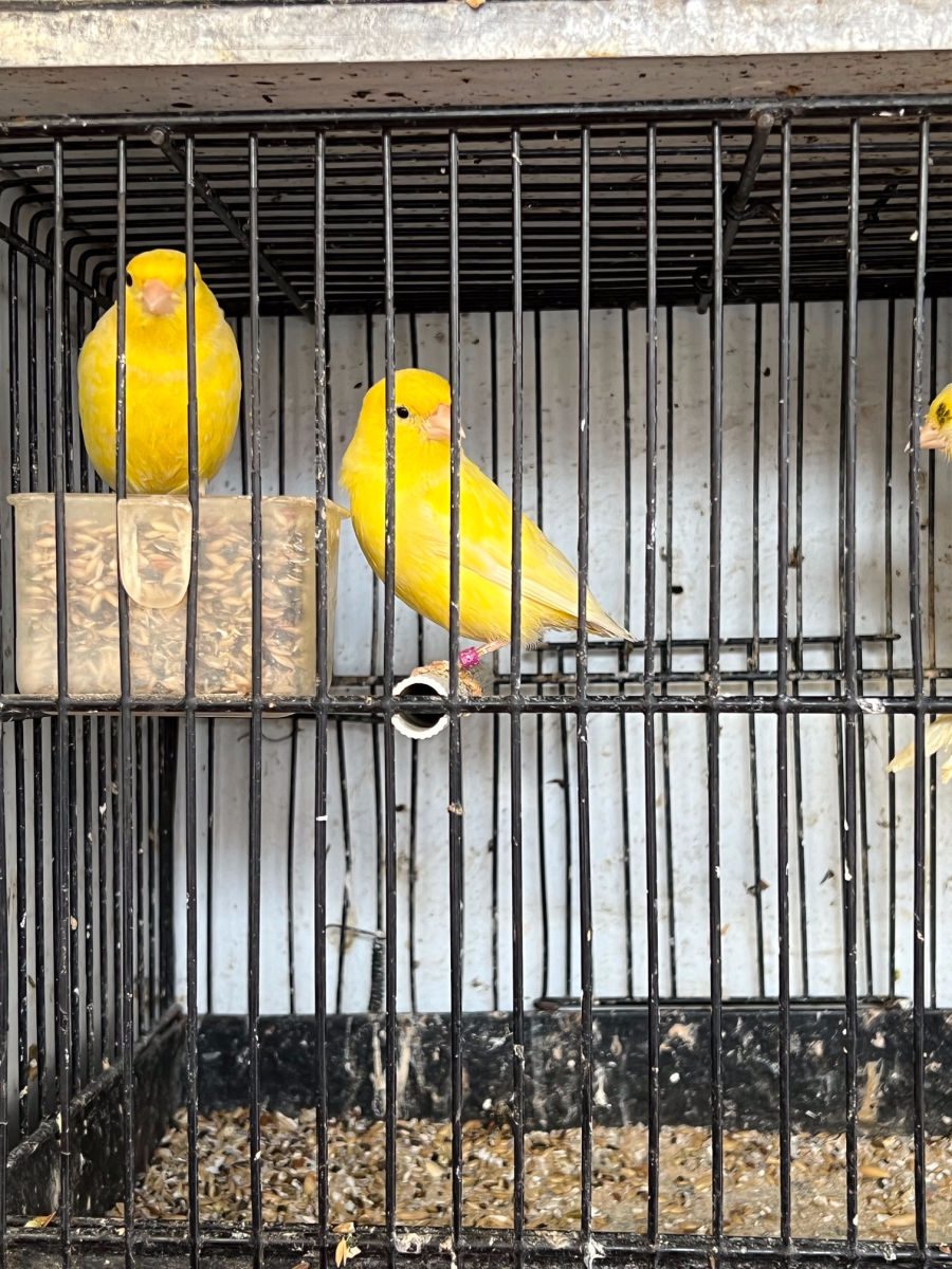 Yellow birds in a cage