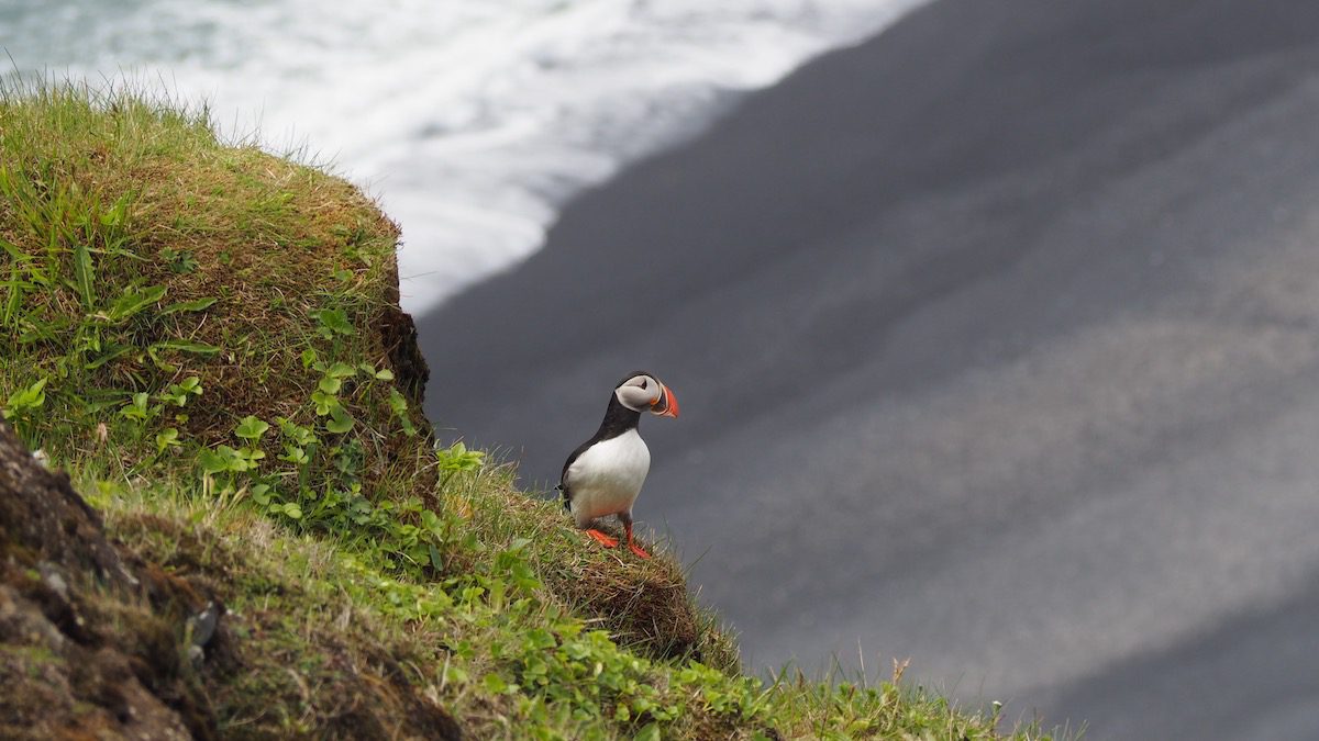 Puffin on cliff above black sand beach in Iceland