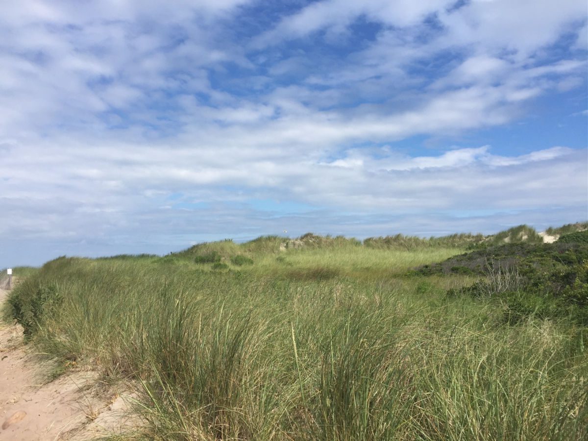 Dunes on Block Island