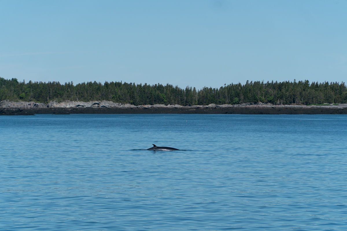 Whale fin in the water off St. Andrews