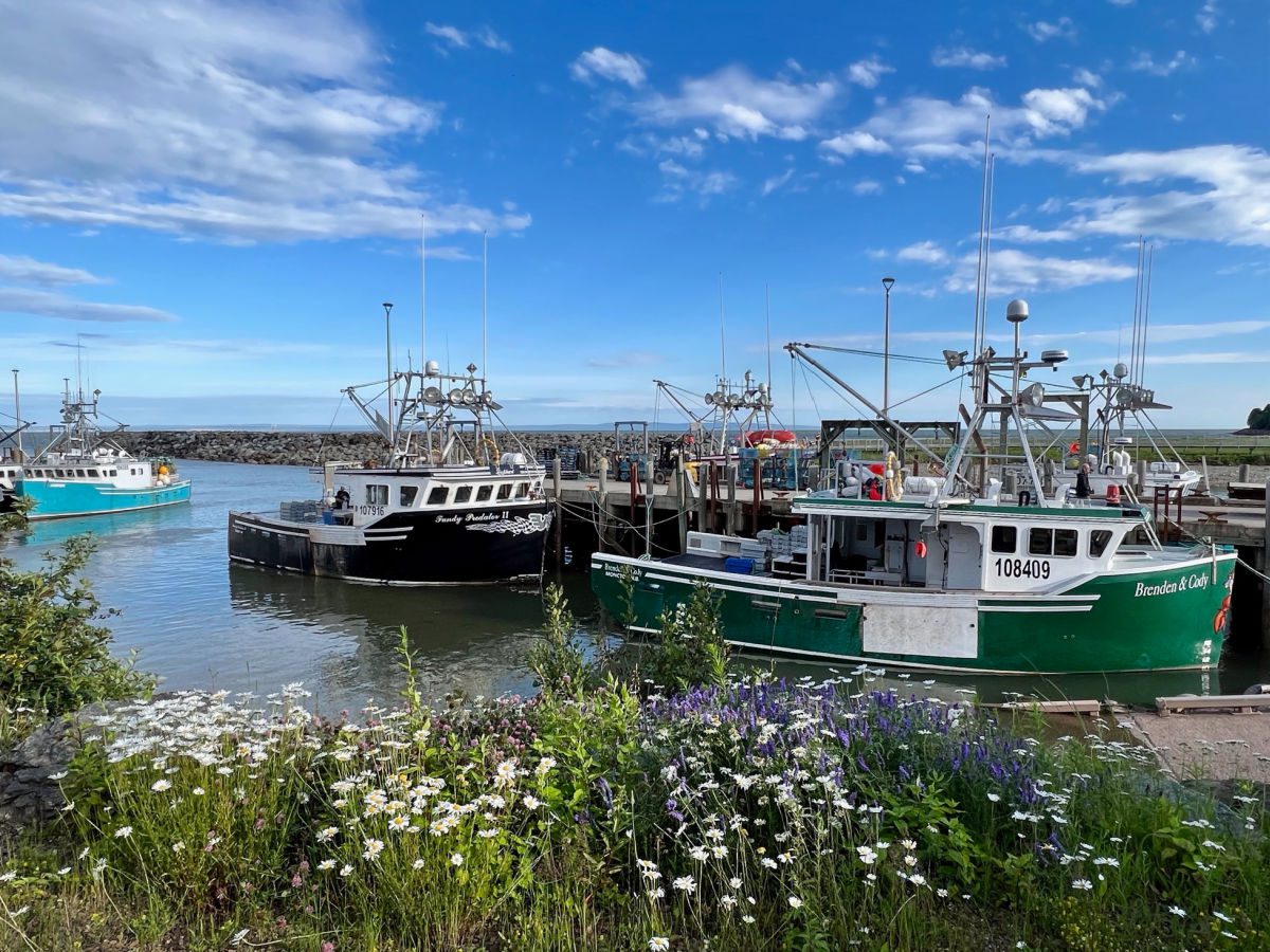 Lobster boats in the Alma harbor