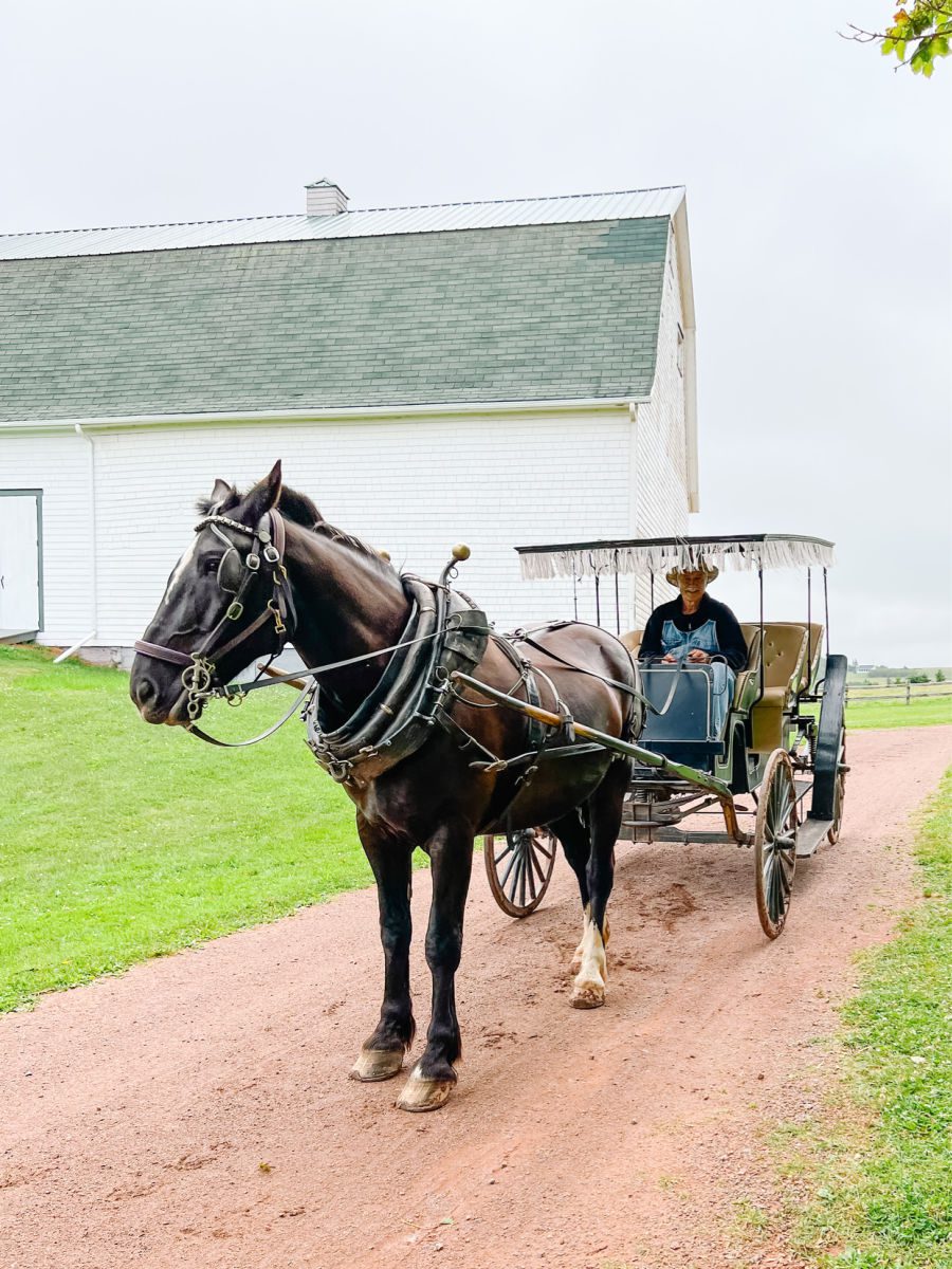 Matthew's Carriage ride at the Anne Green Gables Museum