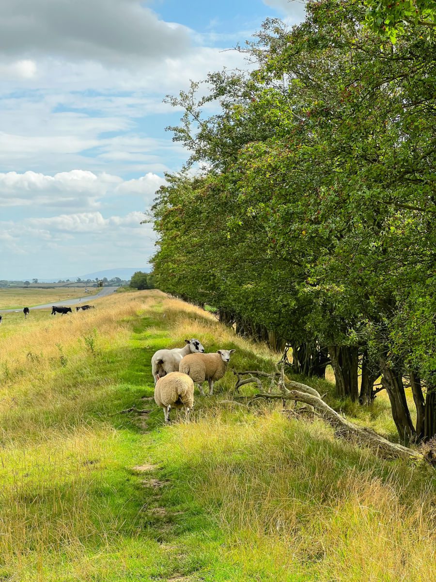 sheep standing next to a tree on the Hadrian's Wall Path