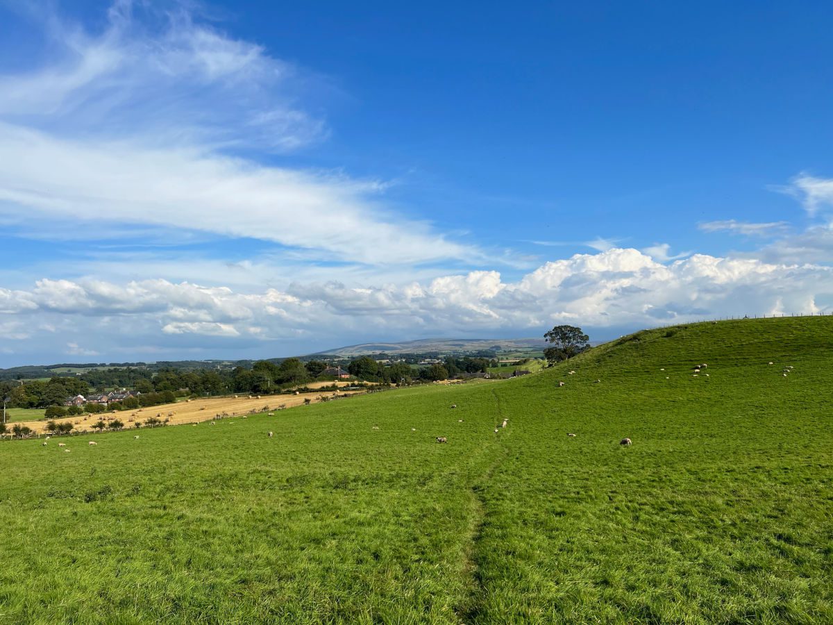 Green pasture with sheep and blue sky with puffy clouds