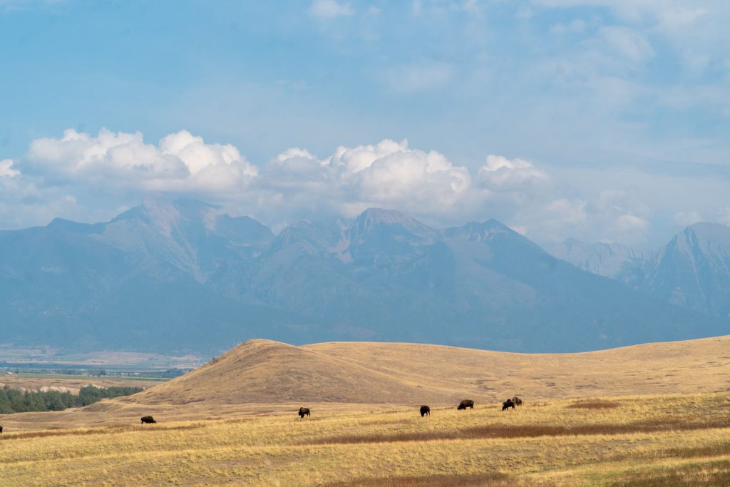 Bison Range on tan hills in front of the Mission Mountains