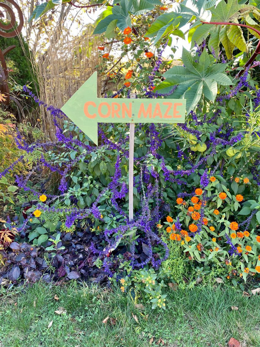 Corn maze sign on arrow in front of flowers and corn