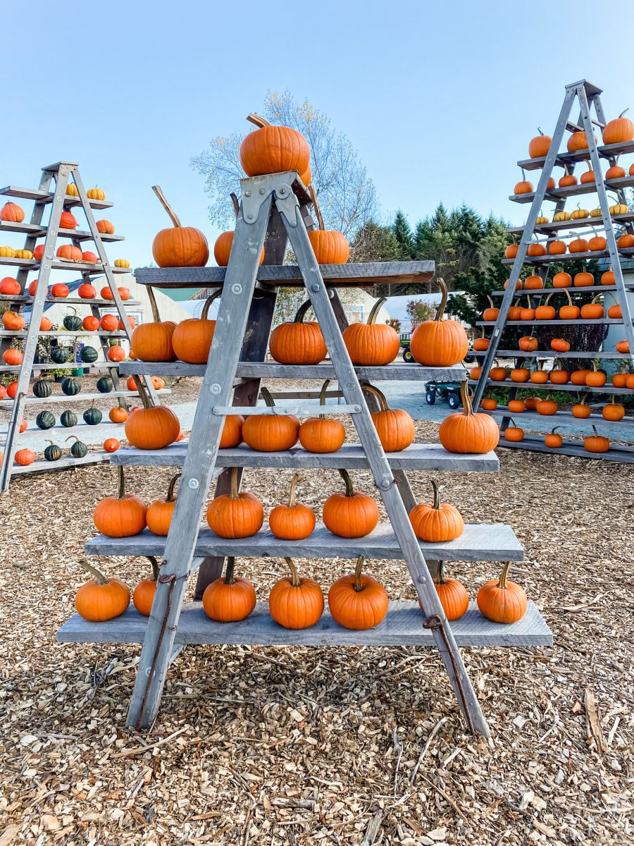 Triangle pumpkin displays at Farmer's Daughter in Rhode island